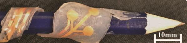 Photo of the skin wrapped around a pencil