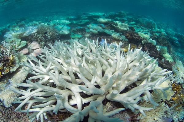Coral bleaching in the Maldives. Photo credit: The Ocean Agency / XL Catlin Seaview Survey / Richard Vevers