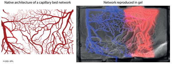 Left, Representative image of a brain capillary network. Right, network reproduced in a biocompatible gel using laser fabrication.