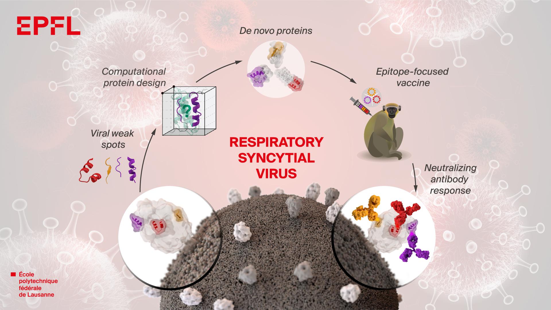 protein in vaccine