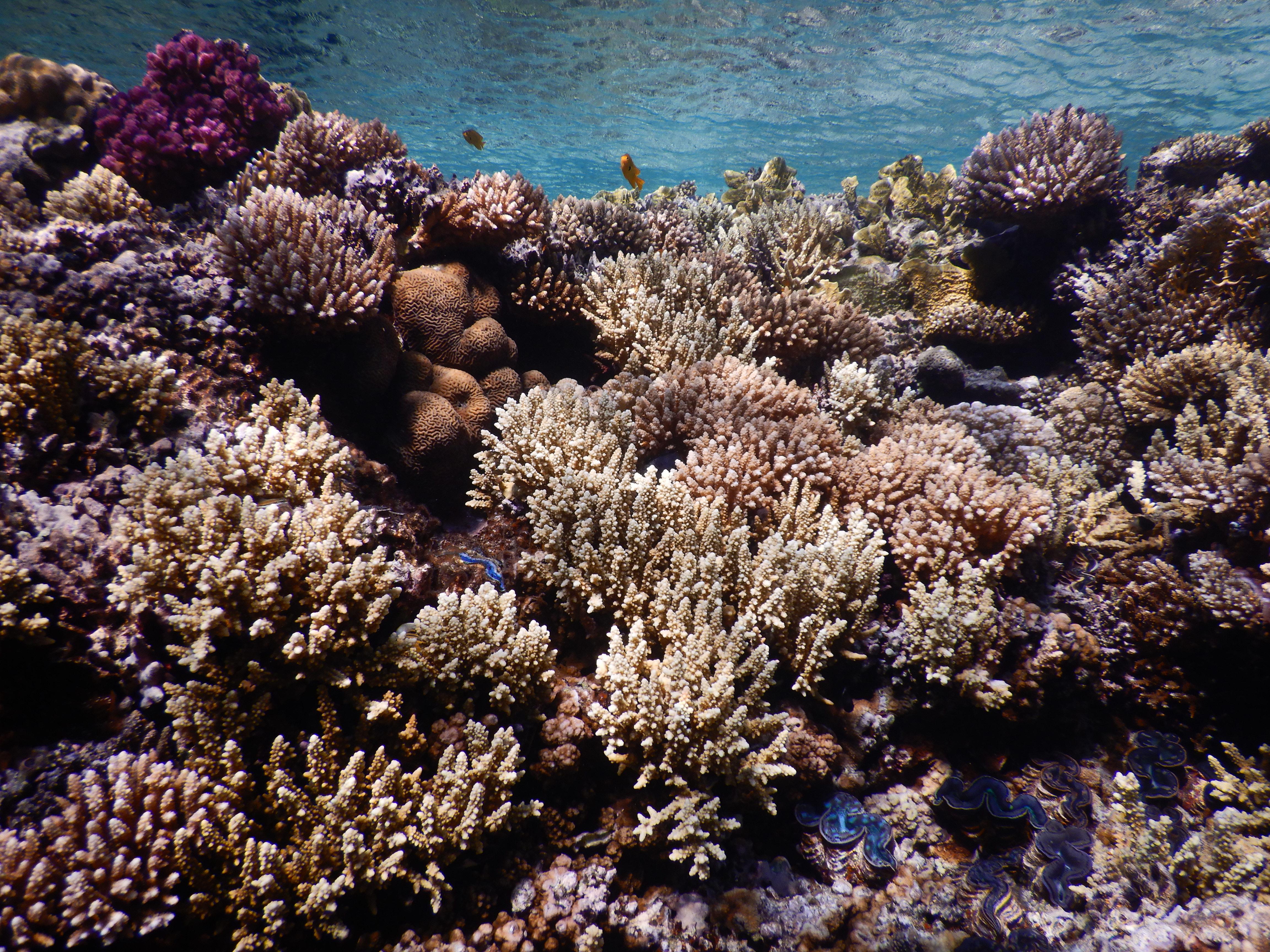 Is there a future for Coral Reefs? - AXA Climate